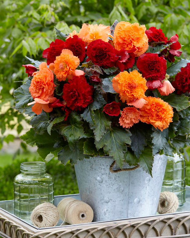 Begonia collection 'Fringed Friends'