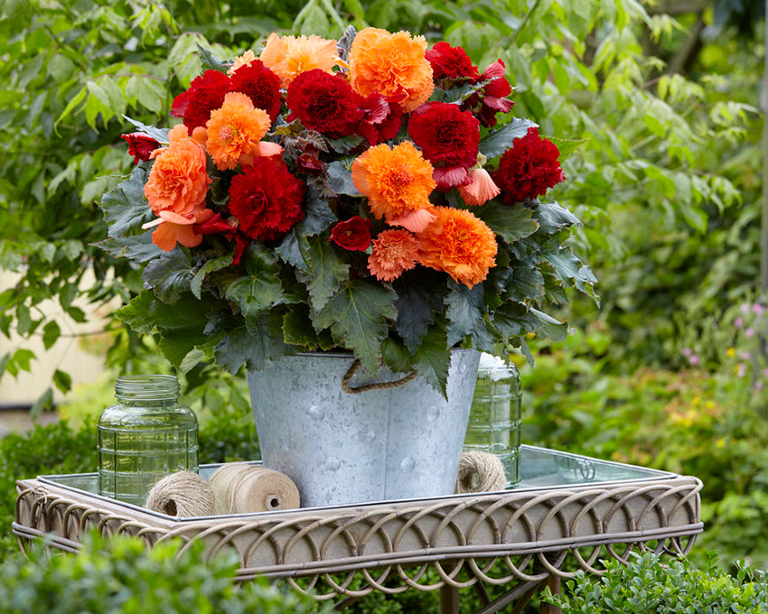 Begonia collection 'Fringed Friends'