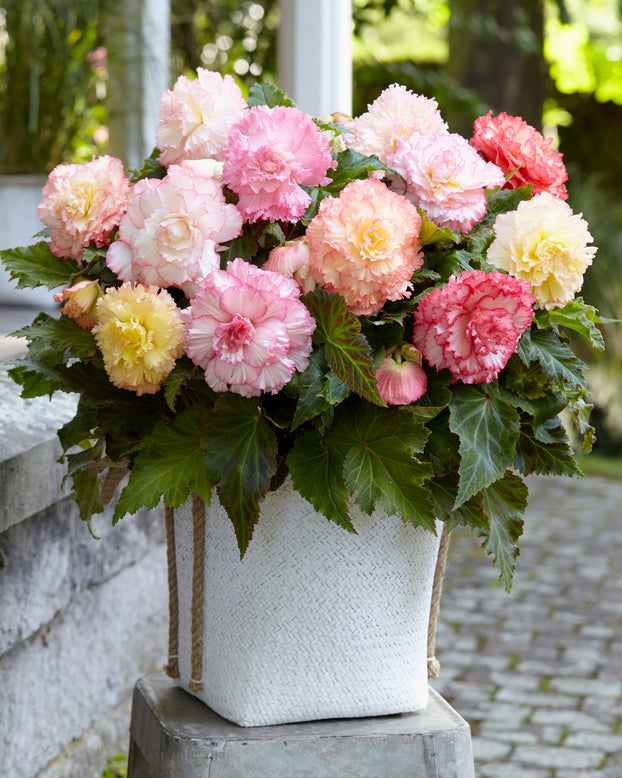 Begonia 'Samba'