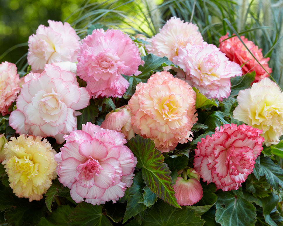 Begonia 'Samba'