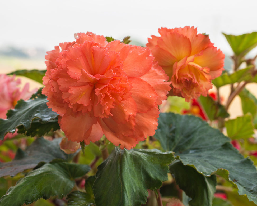 Begonia 'Samba'