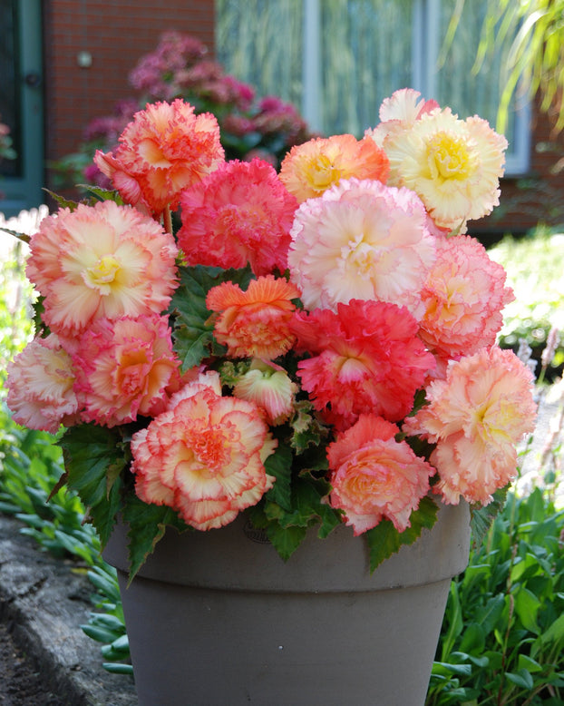 Begonia 'Samba'