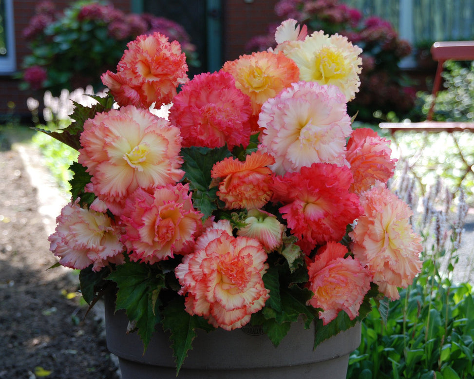 Begonia 'Samba'