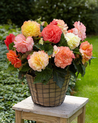 Begonia 'Samba'