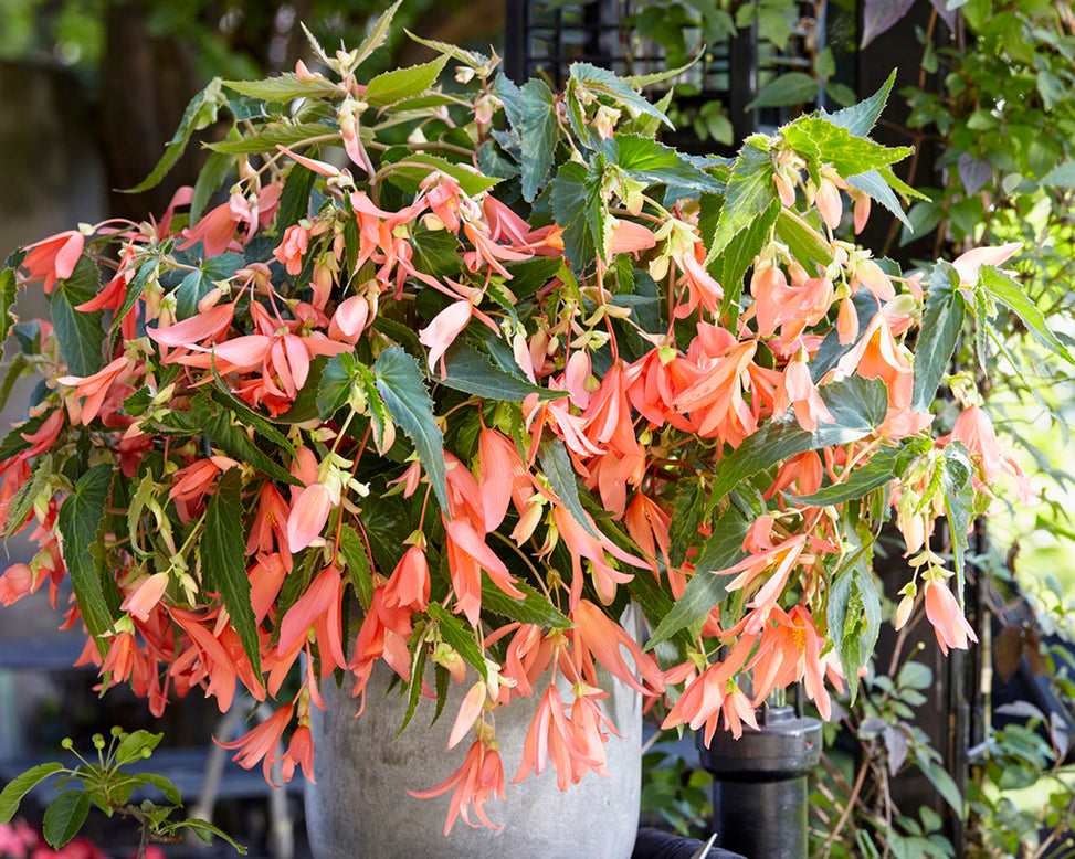 Begonia 'San Francisco'