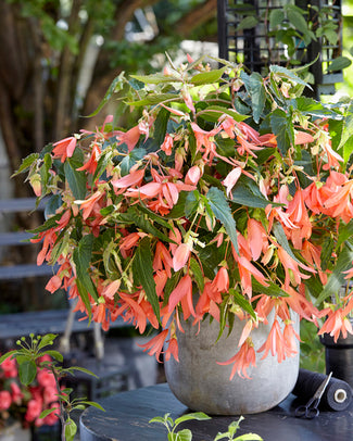 Begonia 'San Francisco'