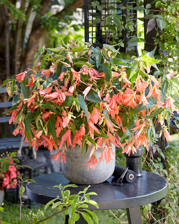 Begonia 'San Francisco'