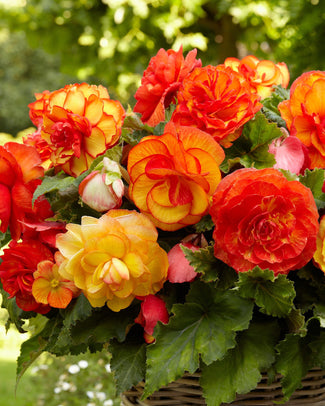 Begonia 'Sangria'
