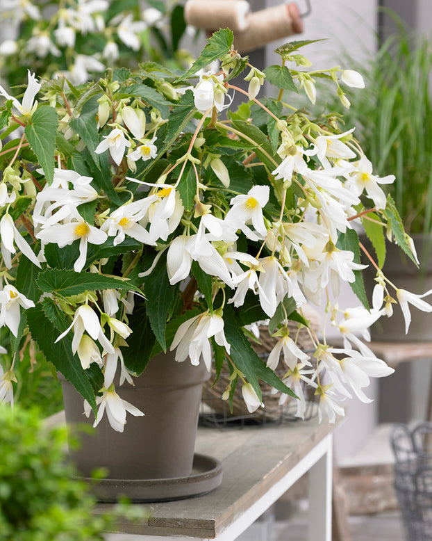 Begonia 'Santa Barbara'