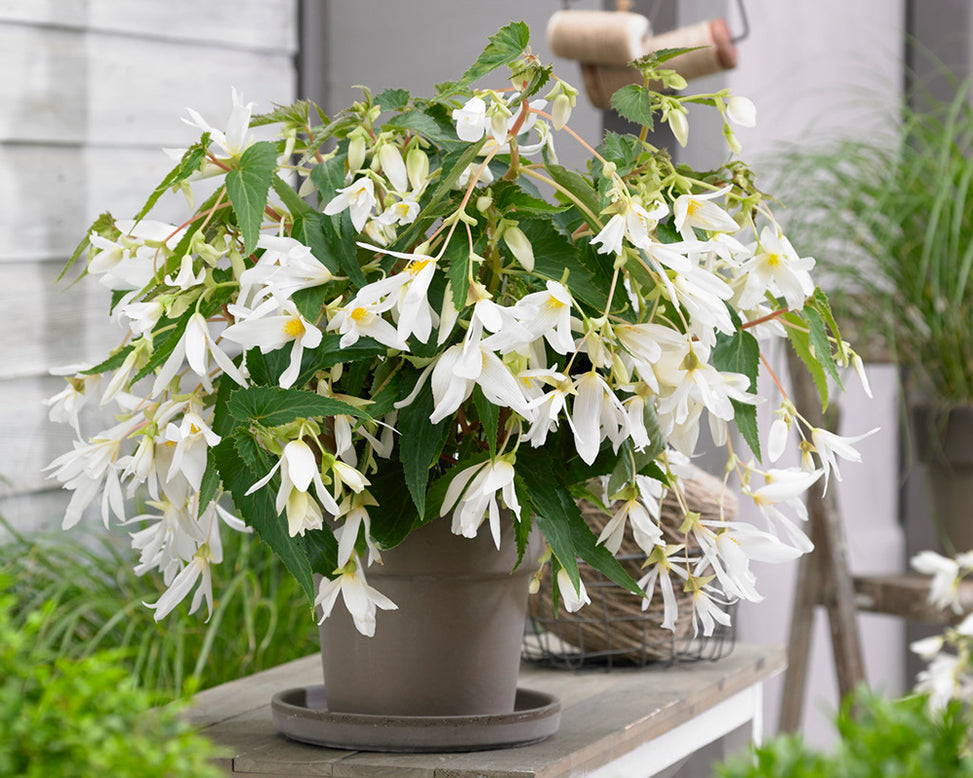 Begonia 'Santa Barbara'