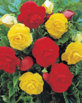 Begonia collection 'Somerset'