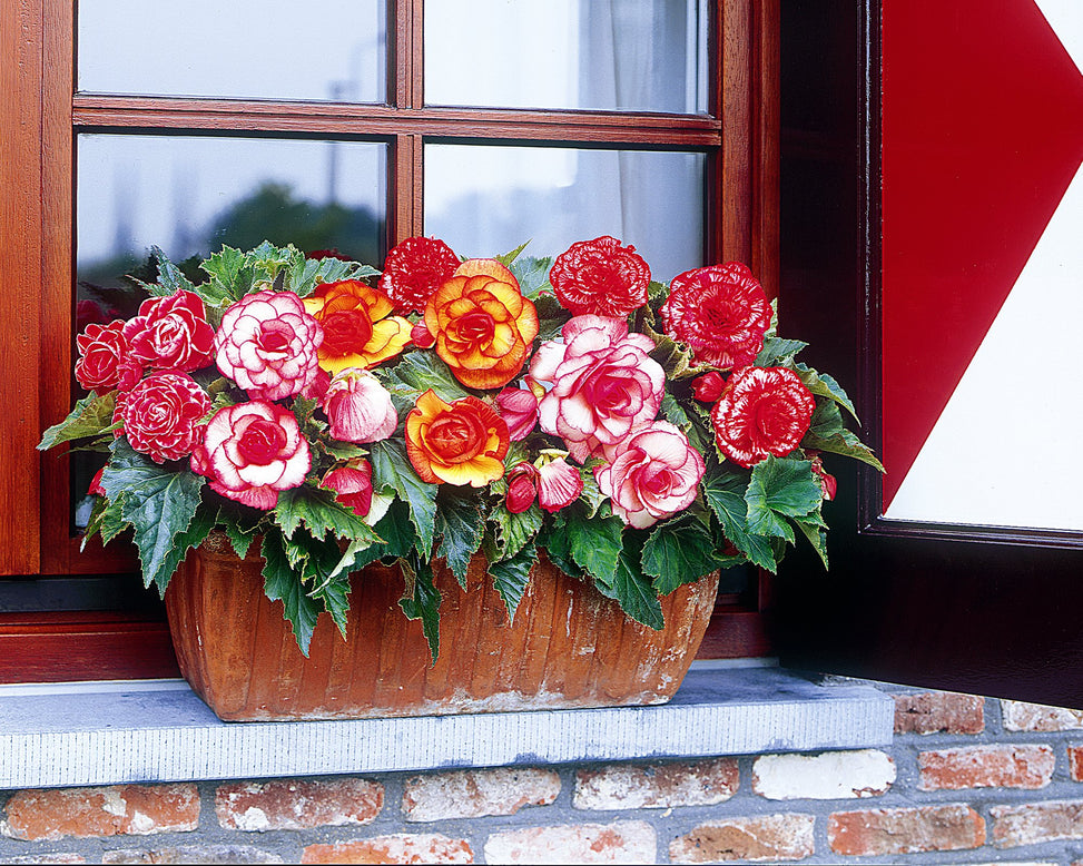 Begonia collection 'Sunny Days'