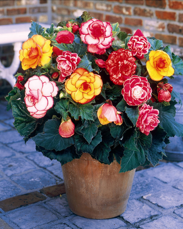 Begonia collection 'Sunny Days'