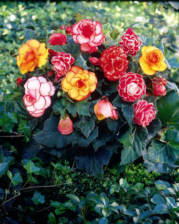 Begonia collection 'Sunny Days'