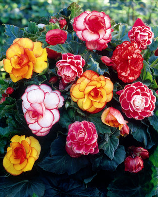 Begonia collection 'Sunny Days'