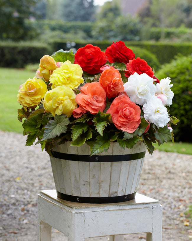 Begonia 'Double Pink' tubers — Buy double pink begonias online at