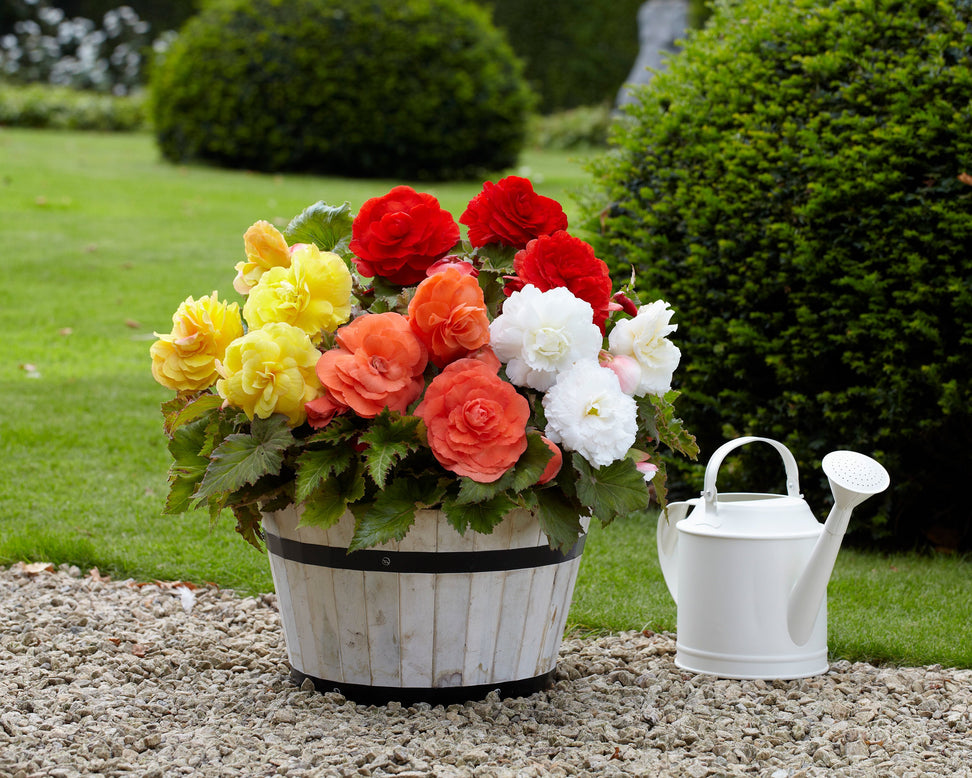 Begonia 'Superba Mixed'
