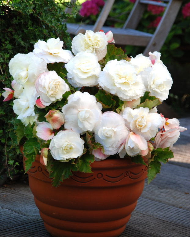 Begonia 'Superba White'
