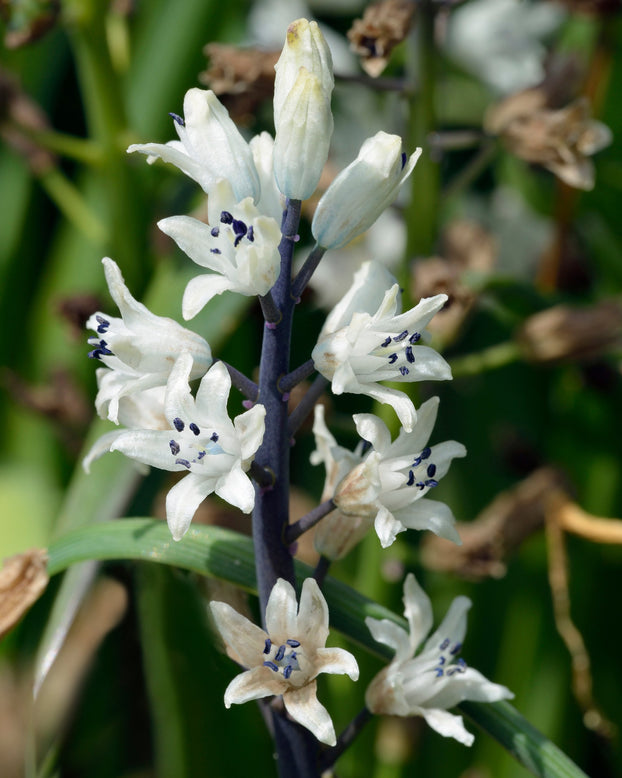 Bellevalia romana