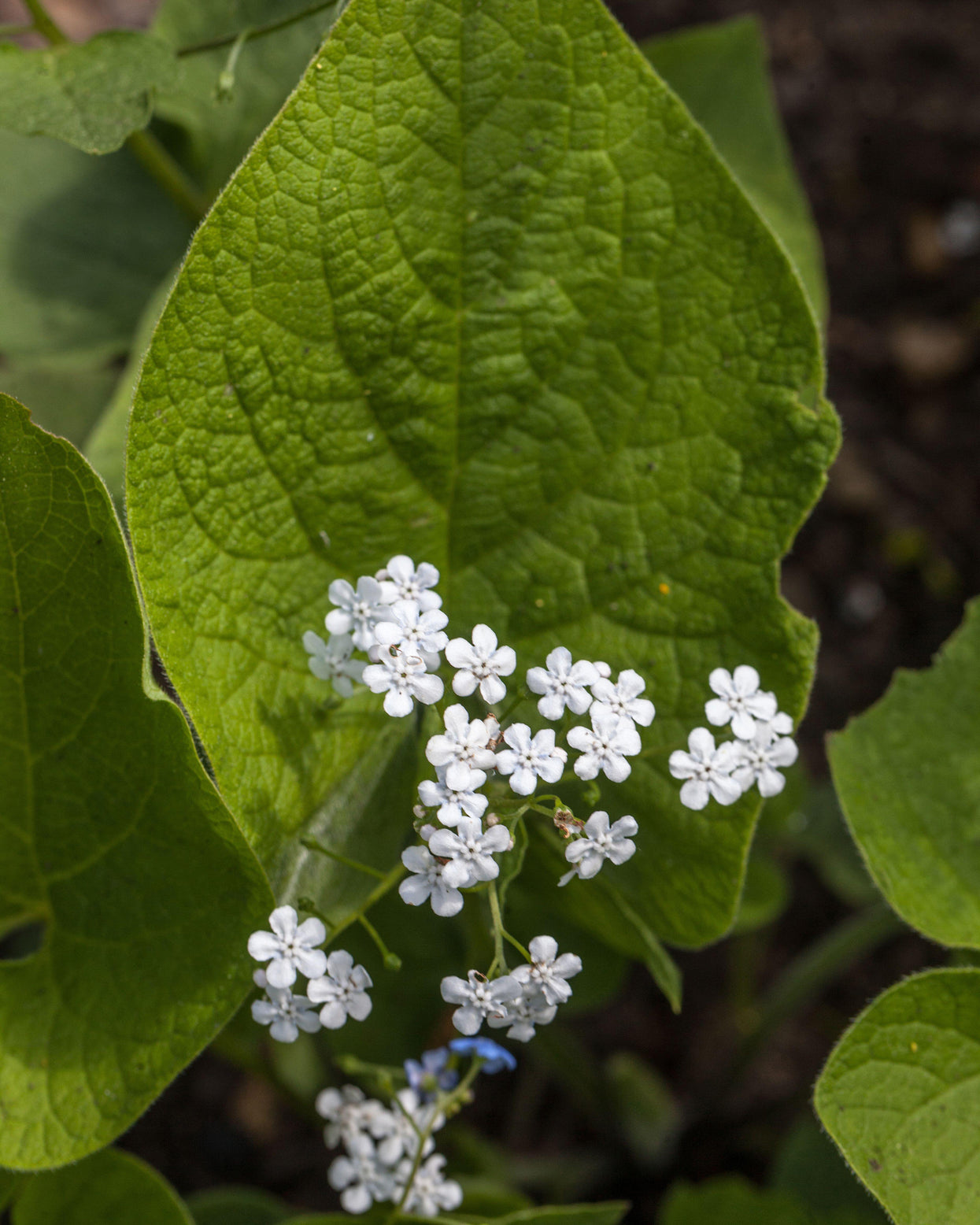 Brunnera macrophylla 'Betty Bowring' bare roots | Buy white Siberian ...