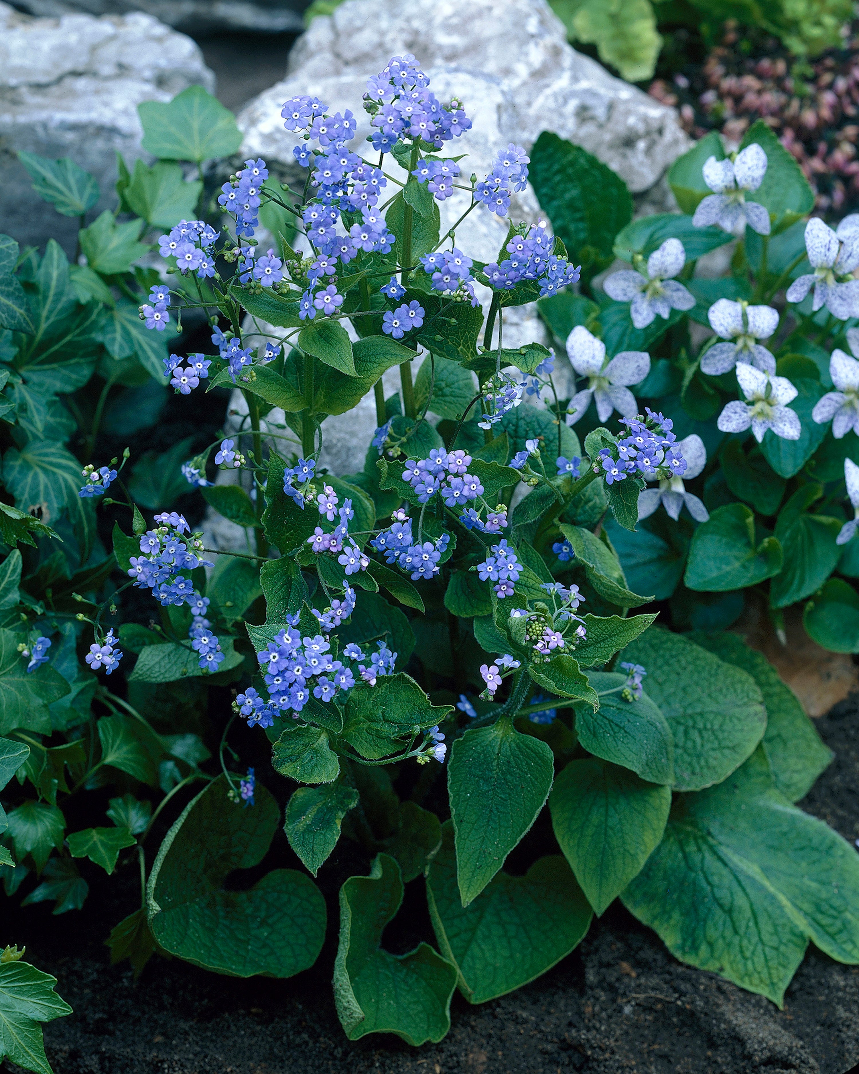 Brunnera Macrophylla Siberian Bugloss Bare Roots Buy Online At brunnera-macrophylla-siberian-bugloss-bare-roots-buy-online-at