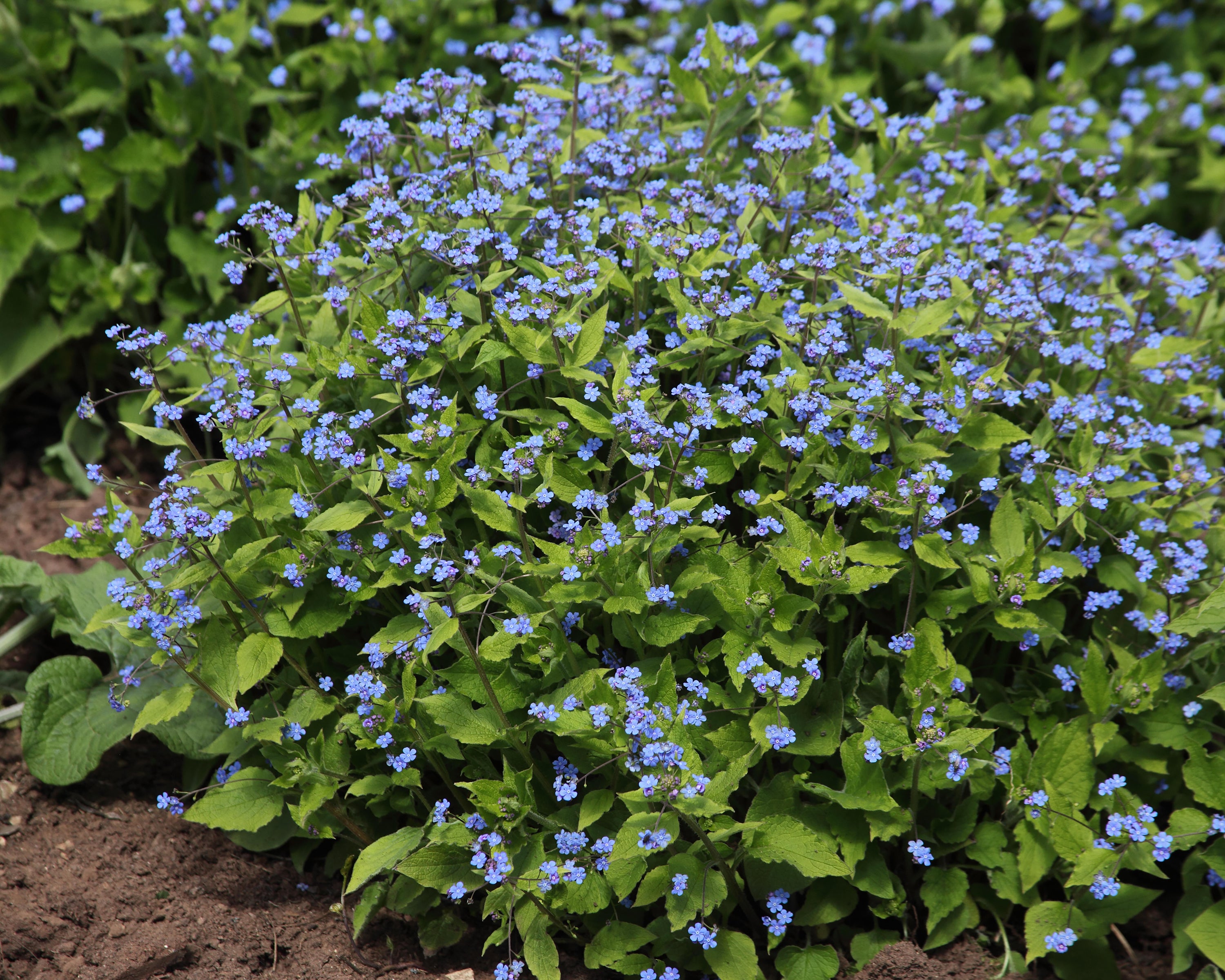Brunnera Macrophylla Siberian Bugloss Bare Roots Buy Online At brunnera-macrophylla-siberian-bugloss-bare-roots-buy-online-at