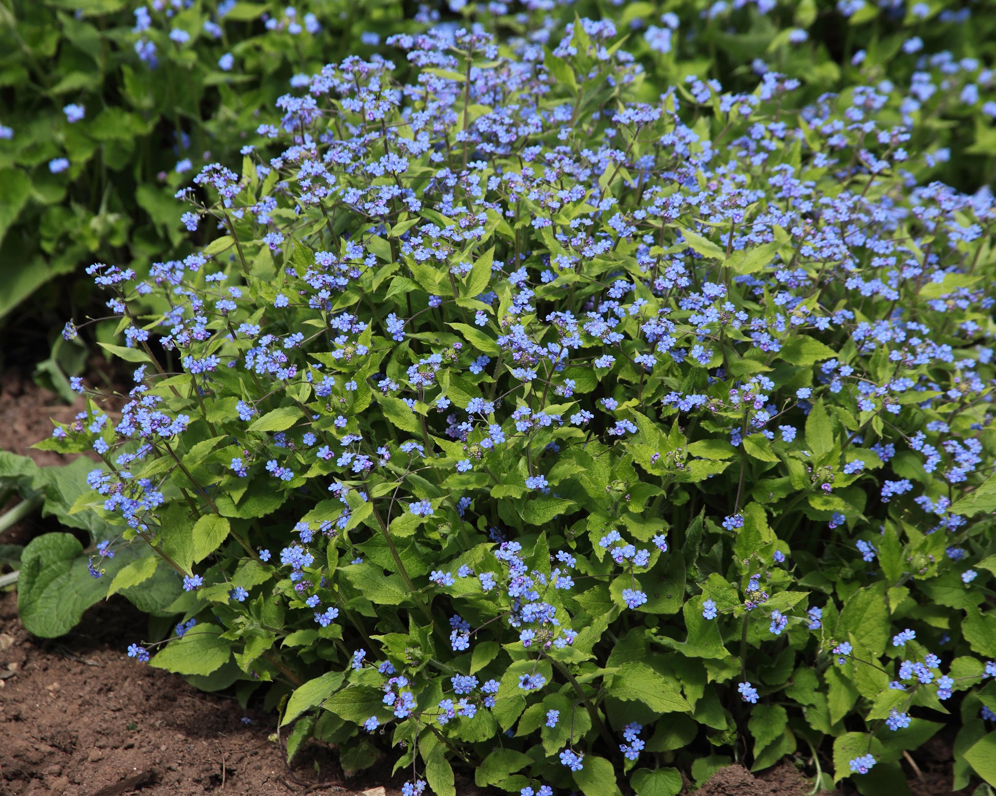 Brunnera macrophylla (Siberian bugloss) bare roots | Buy online at ...