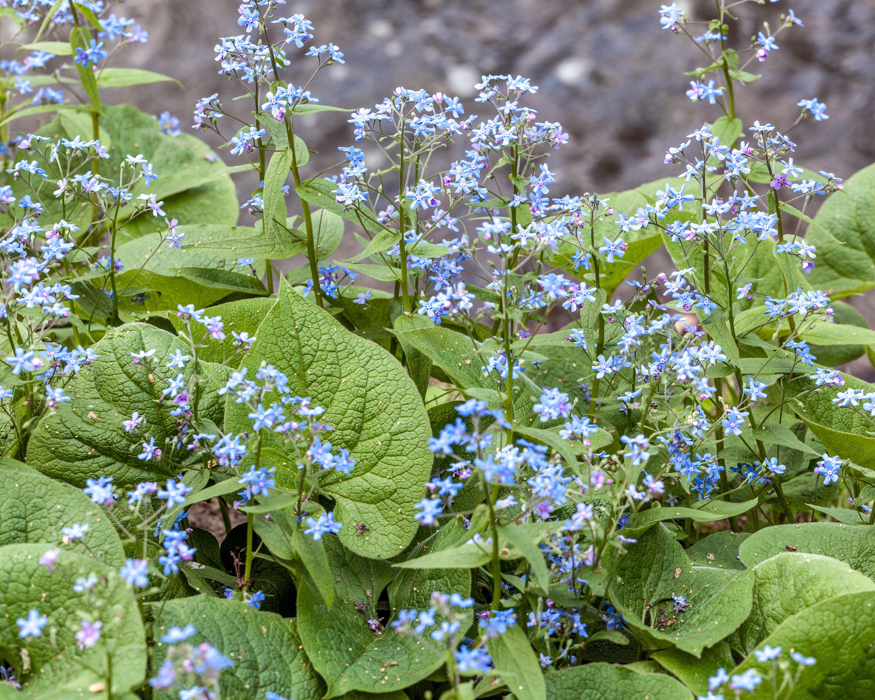 Brunnera macrophylla (Siberian bugloss) bare roots — Buy online at ...
