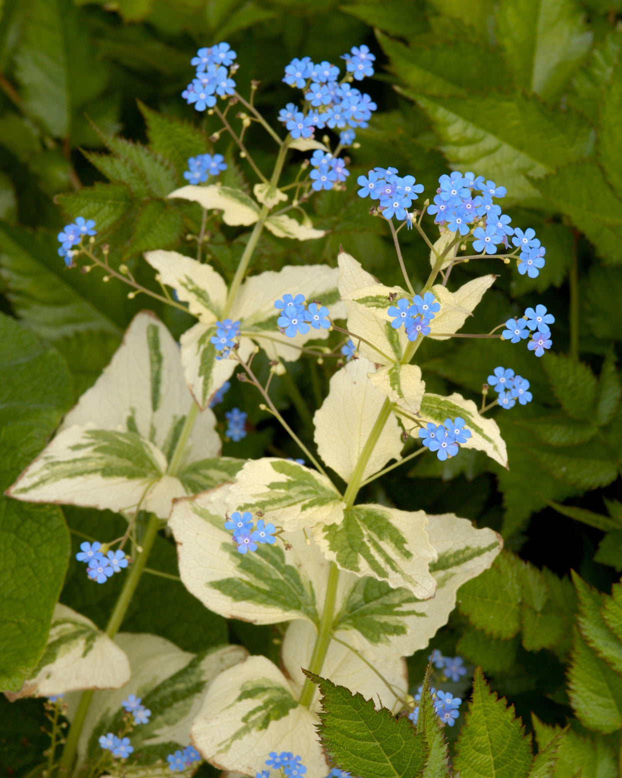 Brunnera macrophylla 'Variegata' bare roots | Buy variegated Siberian ...
