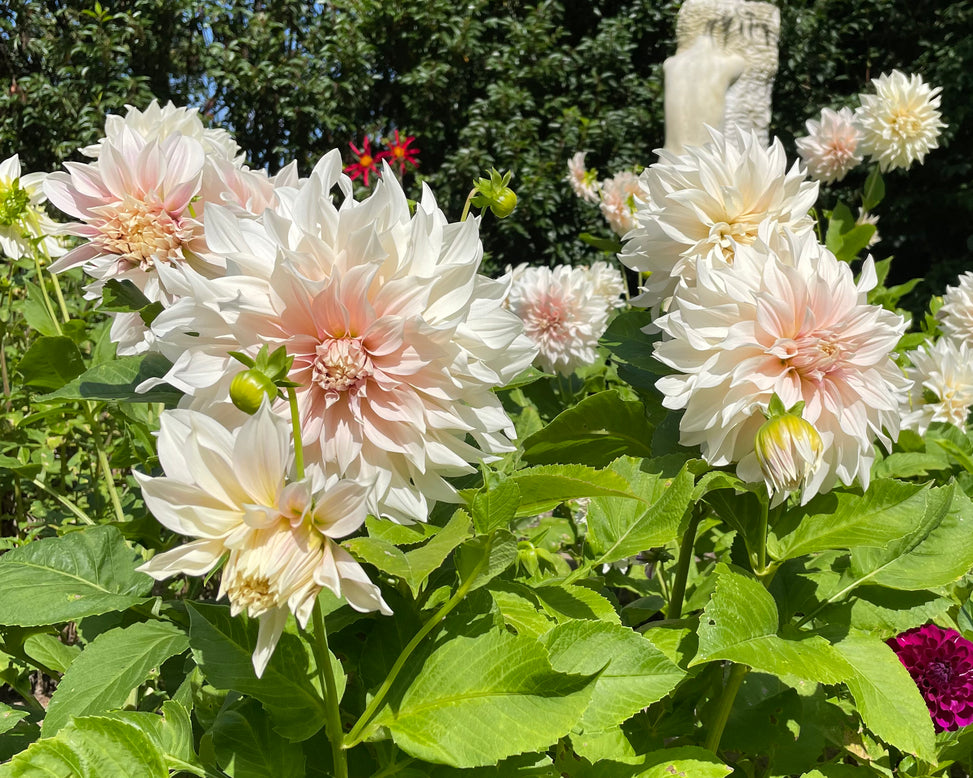 Dahlia 'Café au Lait'