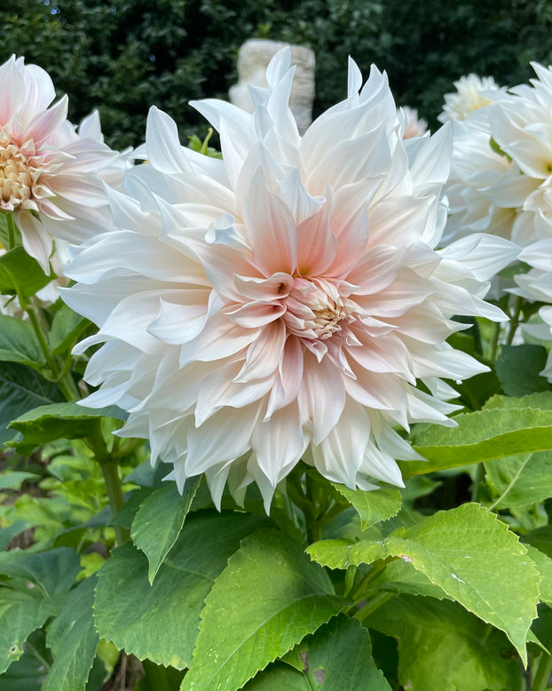 Dahlia 'Café au Lait'