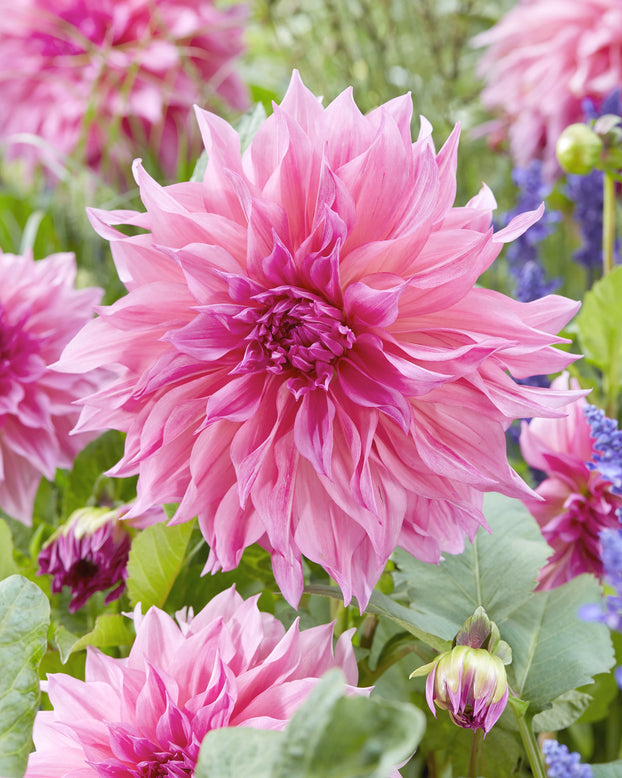 Dahlia collection 'Barista'