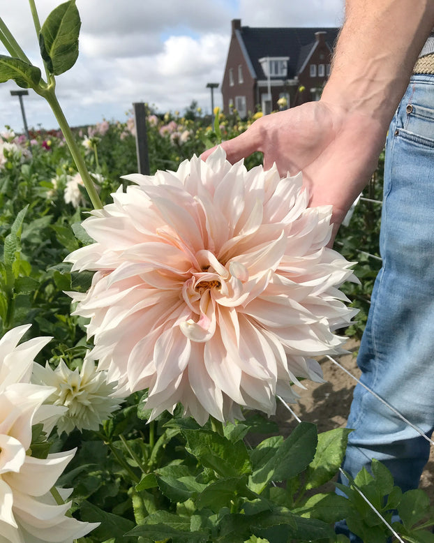 Dahlia collection 'Barista'