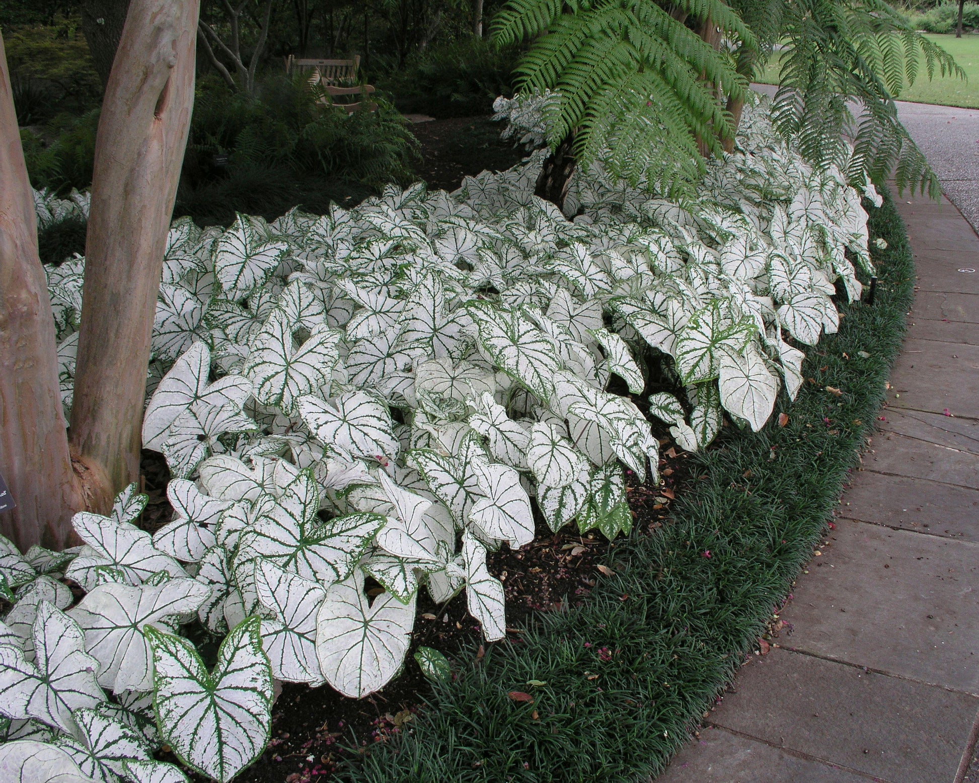 Caladium 'Candidum' Bulbs — Buy 'Angel Wings' online at Farmer Gracy UK