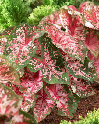 Caladium 'Carolyn Whorton'