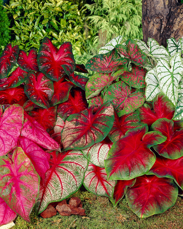 Caladium 'Fancy Mix'
