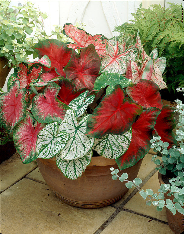 Caladium 'Fancy Mix'
