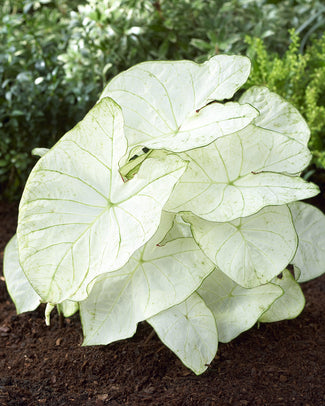 Caladium 'Florida Moonlight'