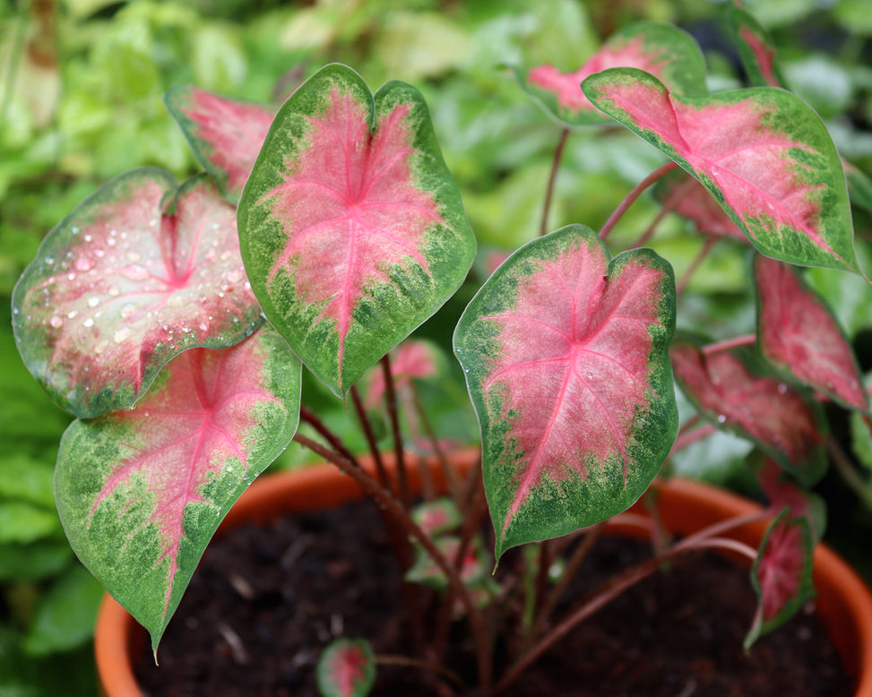 Caladium 'Freida Hemple'