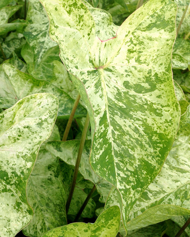 Caladium 'Frog in a Blender'
