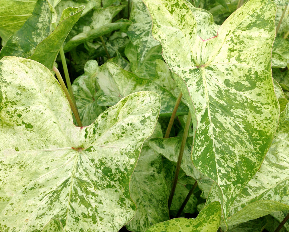Caladium 'Frog in a Blender'