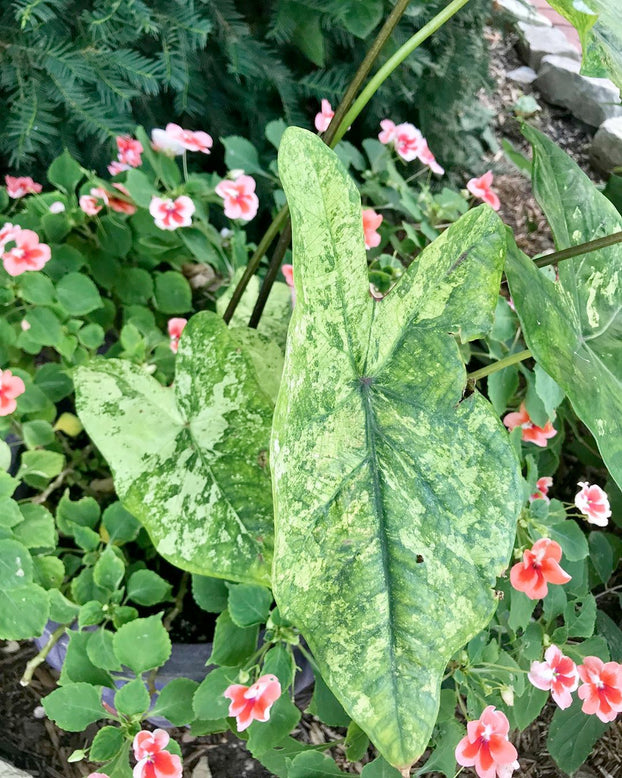 Caladium 'Frog in a Blender'