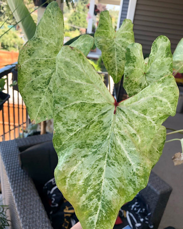 Caladium 'Frog in a Blender'