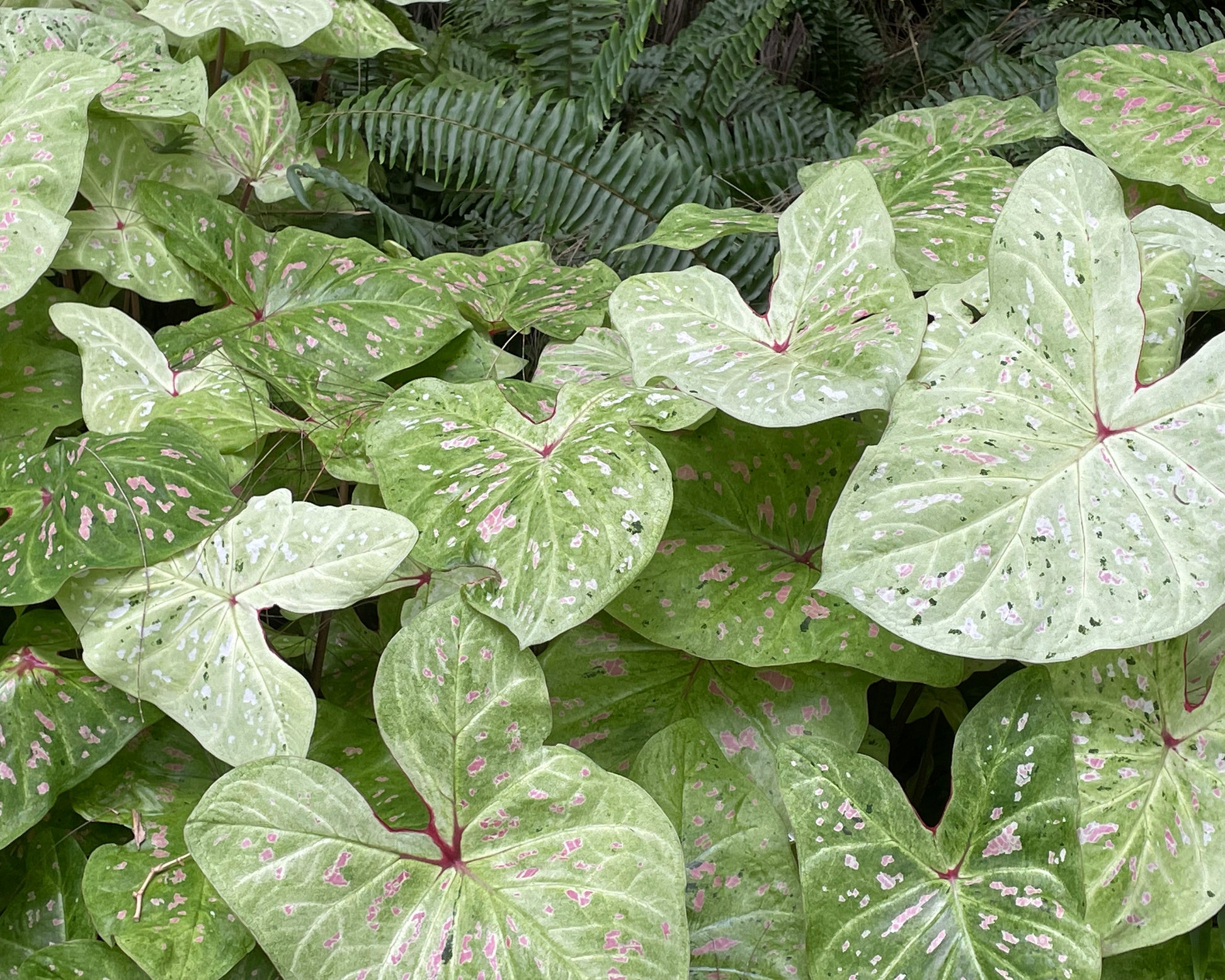 Caladium 'Limelite' Bulbs — Buy 'Angel Wings' online at Farmer Gracy UK