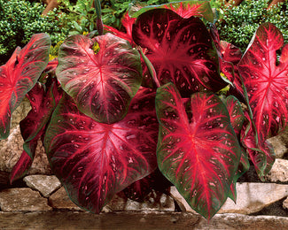 Caladium 'Red Flash'