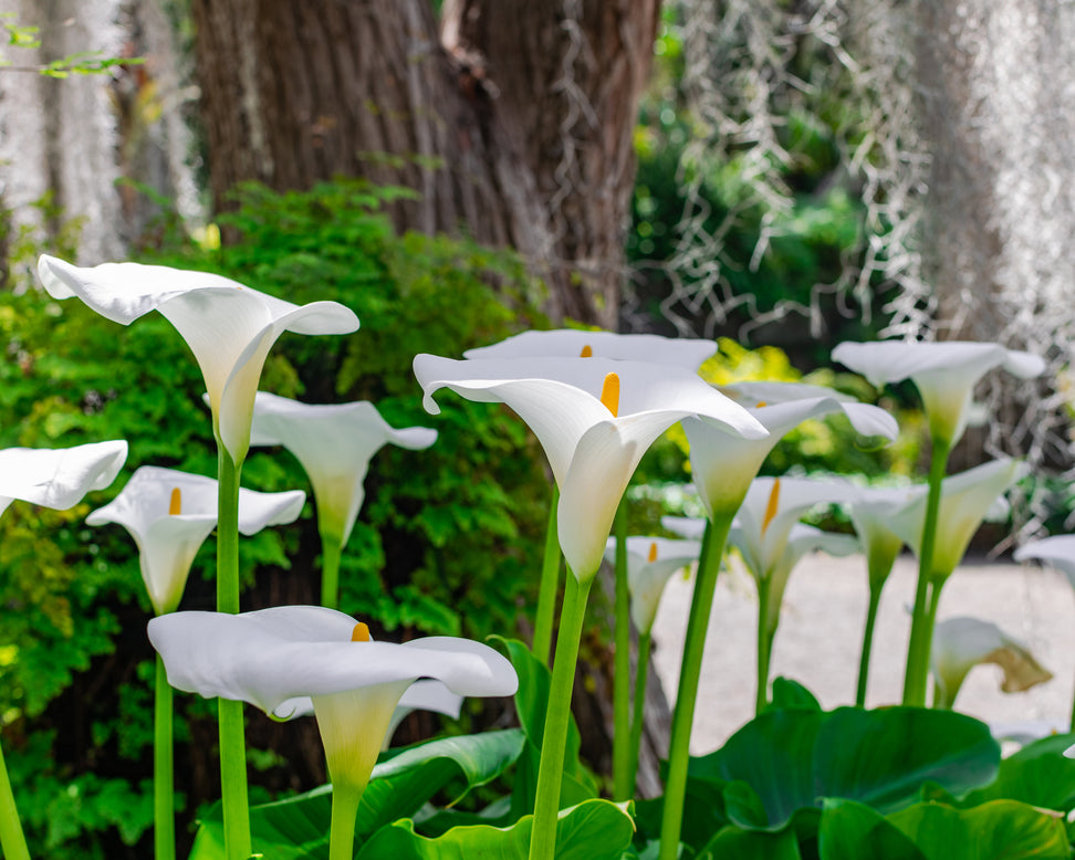 Calla aethiopica