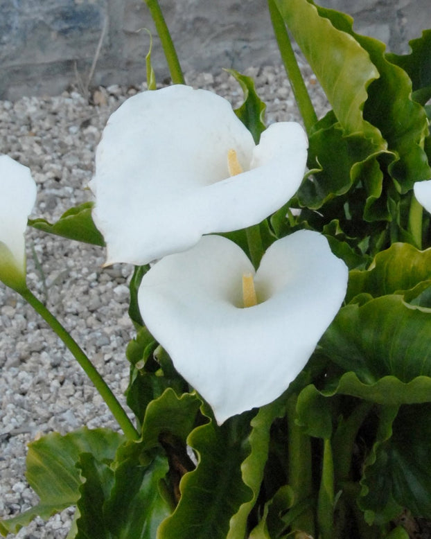Calla aethiopica