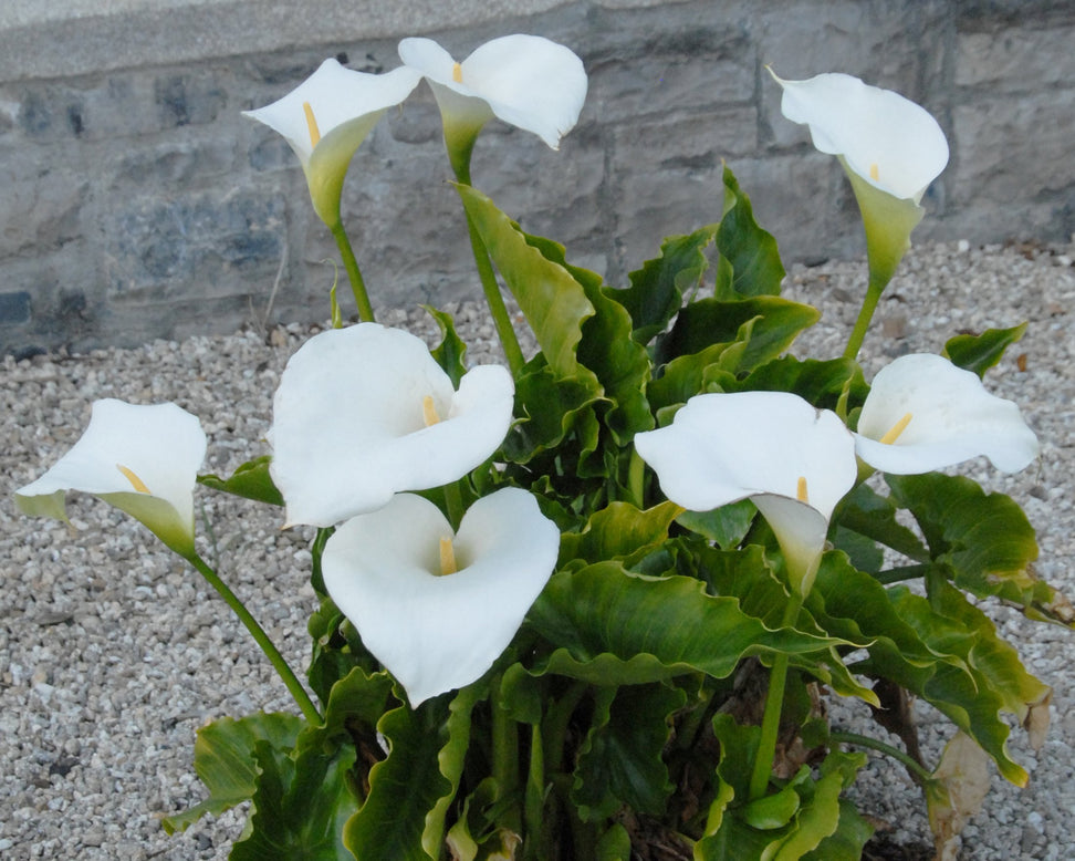 Calla aethiopica