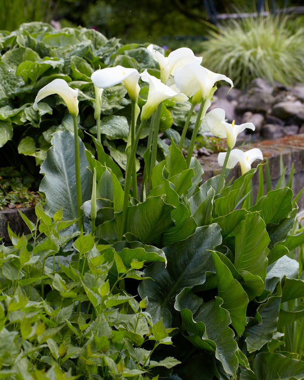 Calla aethiopica