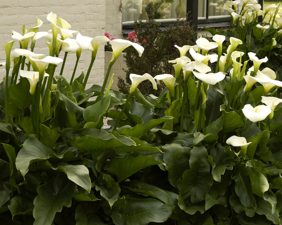 Calla aethiopica
